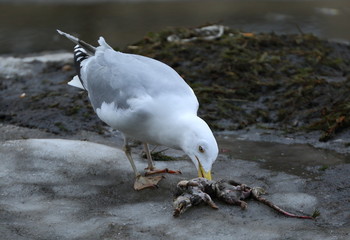 Seagull eating a dead rat