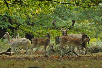 Fallow deer dama dama in autumn colours
