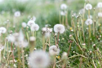 Dandelions on the field, faded