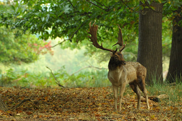 Fallow deer dama dama in autumn colours