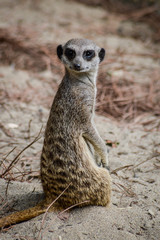 Fototapeta premium Cute Meerkat standing up on a rock and looking around - Suricata suricatta