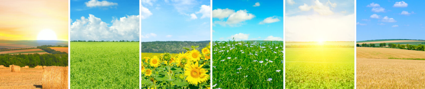 Panoramic view of field . Collage.Wide photo.