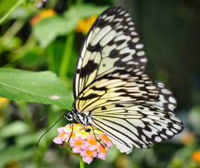 Fototapeta na wymiar Mariposa blanca y negra