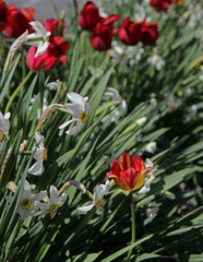 White flowers with a red-yellow center and red-yellow tulips on a background of thin green grass