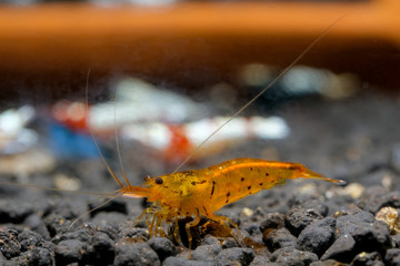 Orange tiger shrimp look for food in aquatic soil. Tangerine Tiger Shrimp, Caridina serrata, is an...