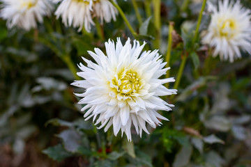 close up of white daisy