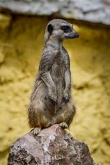 Fototapeta premium Cute Meerkat standing up on a rock and looking around - Suricata suricatta