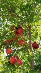 Red pomegranate fruits on tree branch in Lofou, Cyprus.