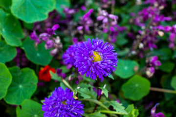 purple and yellow flower