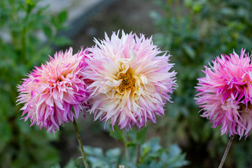pink and yellow dahlia