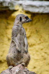 Cute Meerkat standing up on a rock and looking around - Suricata suricatta