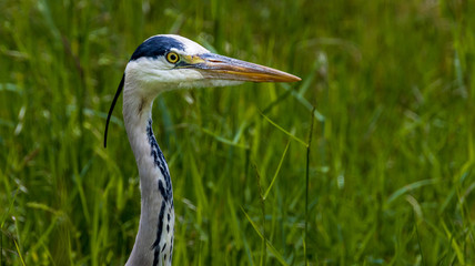 Graureiher, reiher, wild lebende tiere, tier, natur, blau, schnabel, grau, wild, feather, grossartig, weiß, sumpf, see, teich, gras, feather