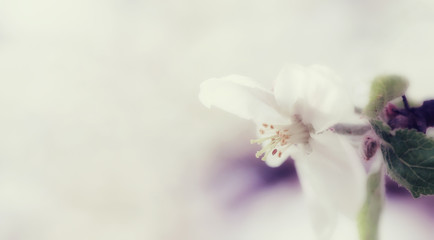 Fototapeta na wymiar Beautiful white apple flowers in spring,