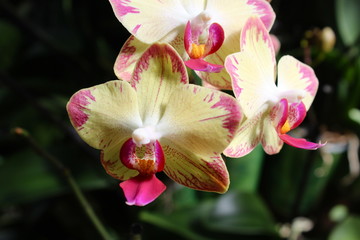 Yellow and pink orchids