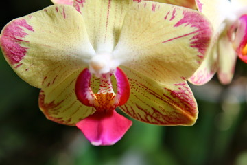 Yellow and pink orchid