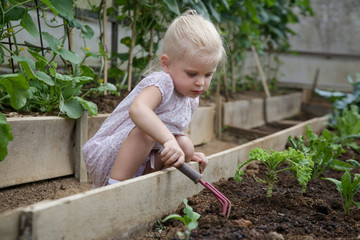 Little toddler girl playing with the soil and hand held rake in the organic vegetable garden
