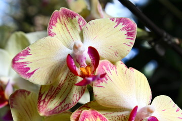 Fototapeta na wymiar Yellow and pink orchid