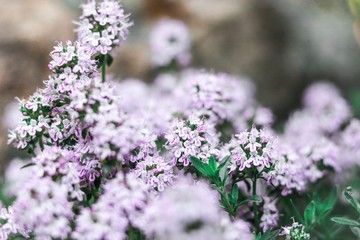 purple lilac flowers