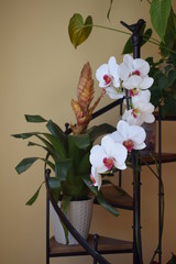 Bromelia y orquídeas