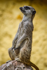 Cute Meerkat standing up on a rock and looking around - Suricata suricatta