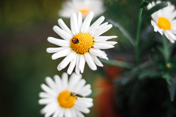 daisies in a field