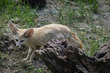 Photo of a little Fennec fox standing in the grass in a ray of light. (Vulpes zerda). Wild life animal.