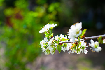 Wiosna kwiaty ogórd kwitnie pąki gałąź