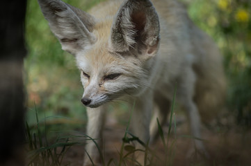 Naklejka na ściany i meble Portrait of a little Fennec fox standing in the grass (Vulpes zerda). Wild life animal.