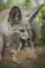 Portrait of a little Fennec fox standing in the grass (Vulpes zerda). Wild life animal.