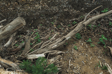 dry wood chips and a dry trunk cut