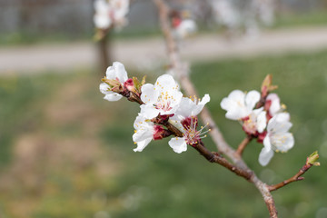 Fototapeta na wymiar Blüte einer Marille auf einem Ast im Frühling