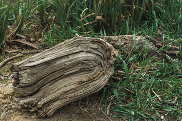 dry wood chips and a dry trunk cut