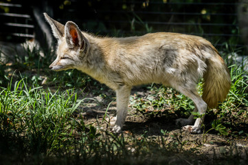 Naklejka na ściany i meble Photo of a little Fennec fox standing in the grass in a ray of light. (Vulpes zerda). Wild life animal.