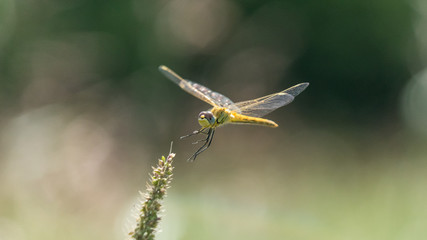 Ruddy Darter Dragonfly is flyind. Summer evening in Blagoveshenskaya village. Anapa, Russia.