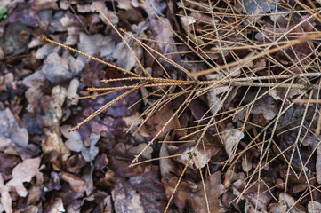 dry and bald spruce branches