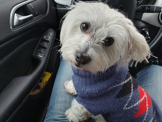 puppy in car, bichon maltes