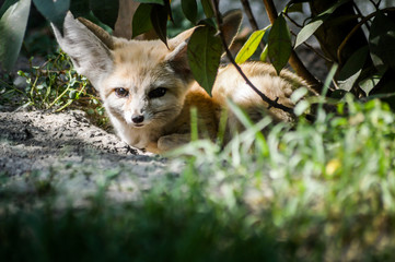 Obraz premium Close up of a little Fennec fox resting in the grass in a ray of light. (Vulpes zerda). Wild life animal.