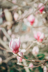 pink magnolia tree blossom