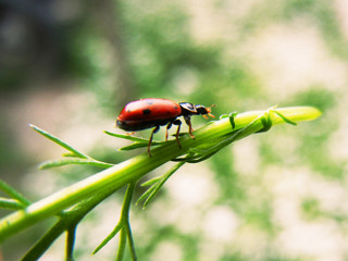 ladybug on a green leaf