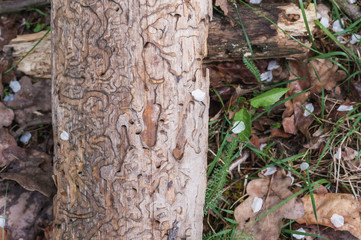 traces of insects on
dry tree