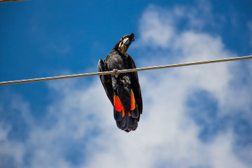 Black parrot perched on the power cord and eating some fruits on blue sky. Glossy black cockatoo in Australia 