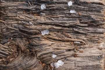 dry wood chips and a dry trunk cut