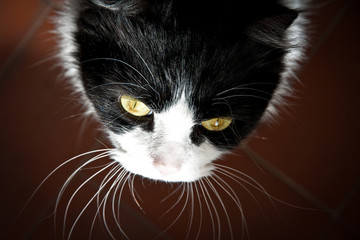 La mirada del gato blanco y negro