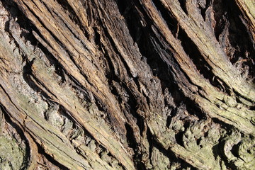 Old tree pattern