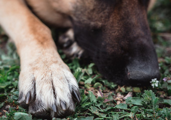 muzzle of a German shepherd on the ground, nose and paws of a dog close-up