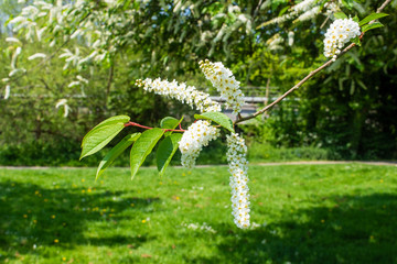 The long white flower raceme spikes of the bird cherry Prunus padus against a blurred grass and path background