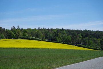 Obraz premium Rapslandschaft