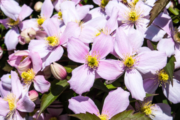 A close up of the tightly clustered pink flowers of Clematis montana open in the spring sunshine