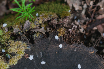 fallen white petals on a slice of ebony