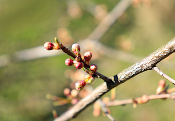 cherry plum blossoms on a tree, spring beauty